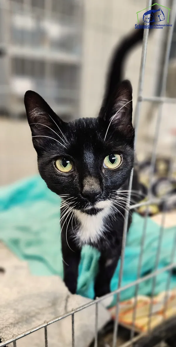 Znaleziono kota, Szczecin, 12 sierpnia 2025 (1/2)