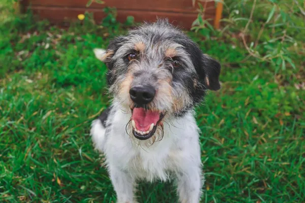 Znaleziono psa, Henrykowo, 8 sierpnia 2025 (1/4)