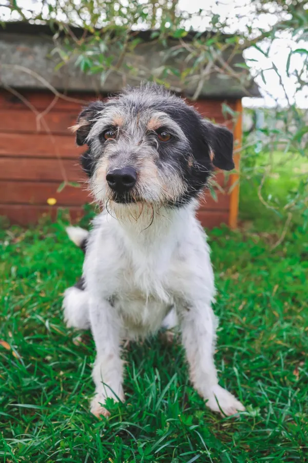 Znaleziono psa, Henrykowo, 8 sierpnia 2025 (3/4)