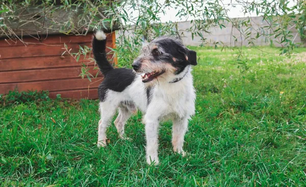 Znaleziono psa, Henrykowo, 8 sierpnia 2025 (4/4)