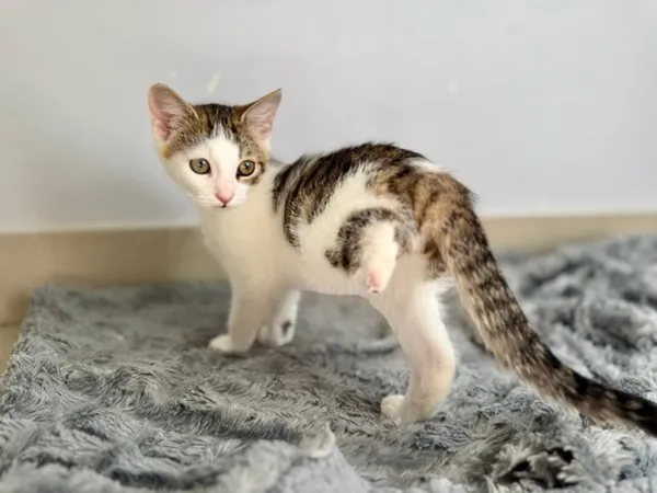 Kot do adopcji, Piła, 11 lipca 2025 (1/5)