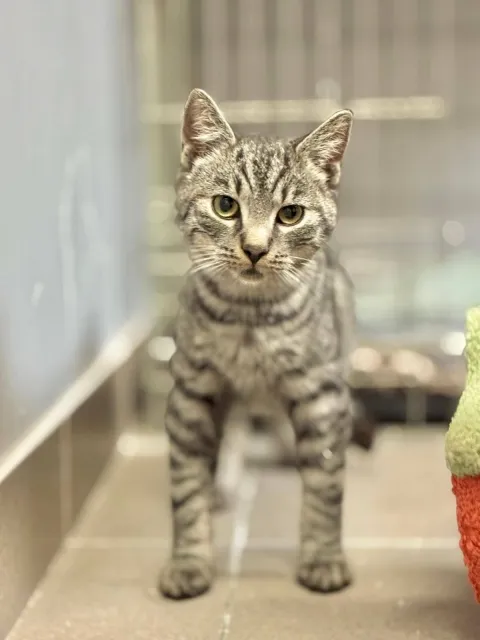 Kot do adopcji, Piła, 6 czerwca 2025 (1/3)