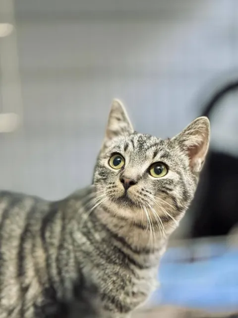 Kot do adopcji, Piła, 6 czerwca 2025 (2/3)