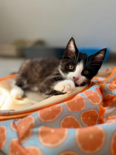 Kot do adopcji, Piła, 19 lipca 2025 (1/3)