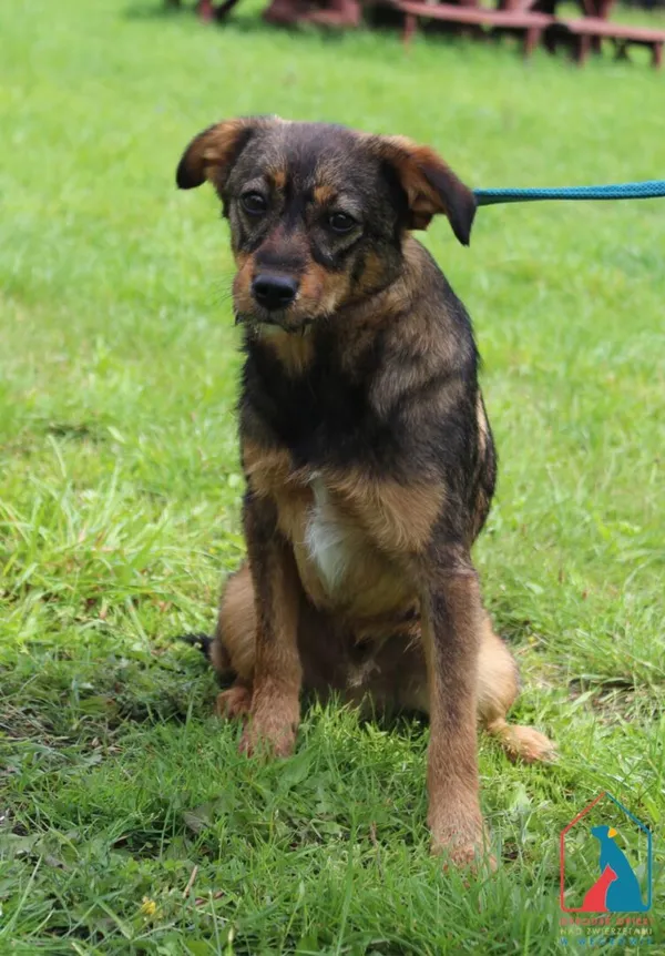 Pies do adopcji, Grudziądz, 1 sierpnia 2025