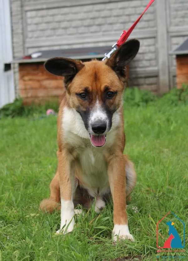 Pies do adopcji, Grudziądz, 28 lipca 2025