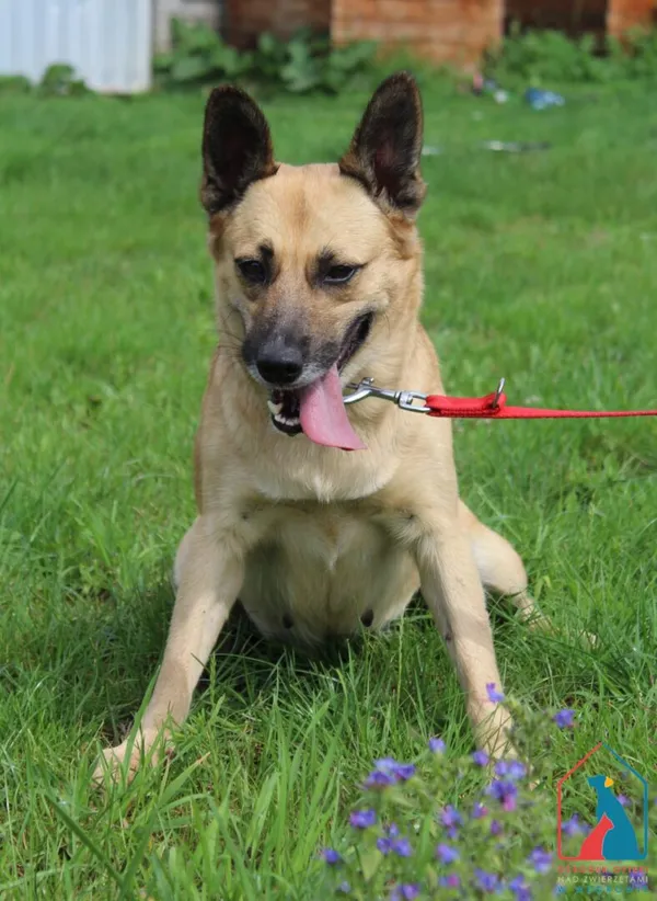 Pies do adopcji, Grudziądz, 28 lipca 2025