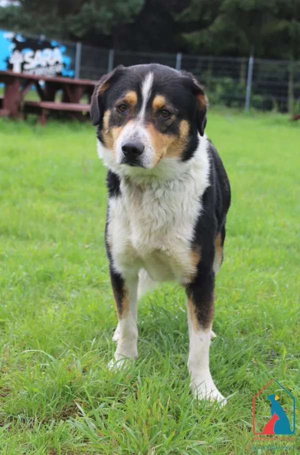 Pies do adopcji, Grudziądz, 28 lipca 2025