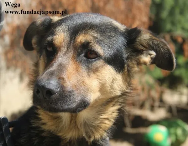 Pies do adopcji, Nowy Dwór Mazowiecki, 13 sierpnia 2025 (1/5)