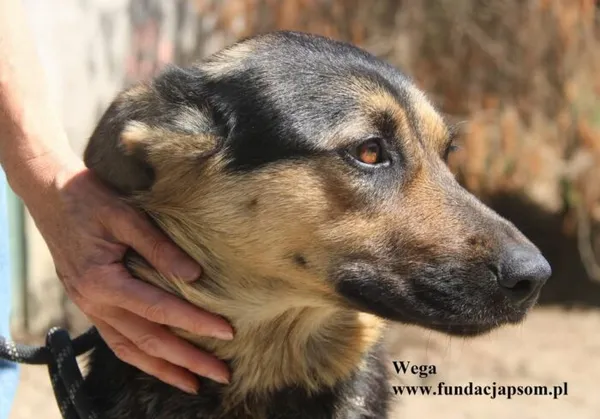 Pies do adopcji, Nowy Dwór Mazowiecki, 13 sierpnia 2025 (4/5)
