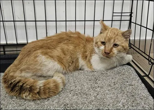 Znaleziono kota, Grudziądz, 13 sierpnia 2025