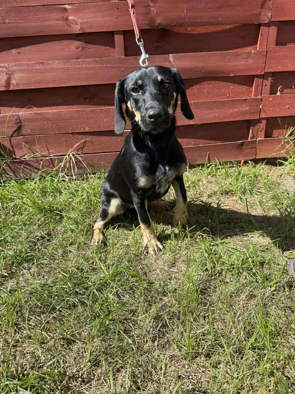 Znaleziono psa, Czartki, 14 sierpnia 2025