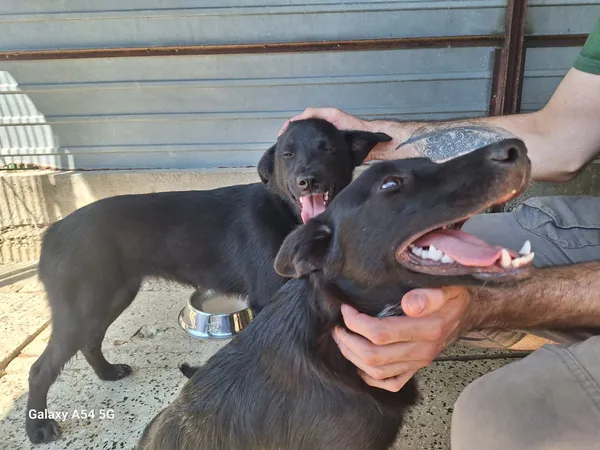 Pies do adopcji, Orzechowce, 13 sierpnia 2025 (1/5)