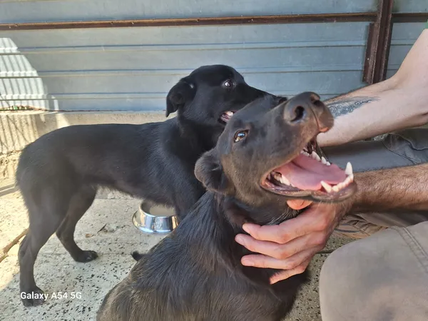 Pies do adopcji, Orzechowce, 13 sierpnia 2025 (2/5)