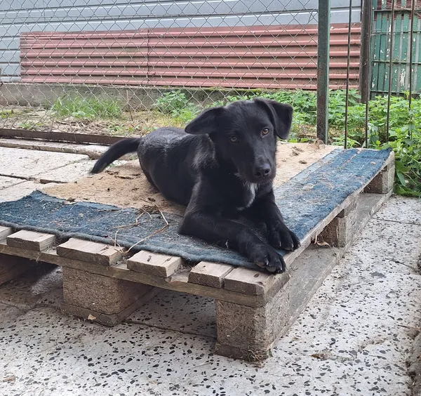 Pies do adopcji, Orzechowce, 13 sierpnia 2025 (3/5)