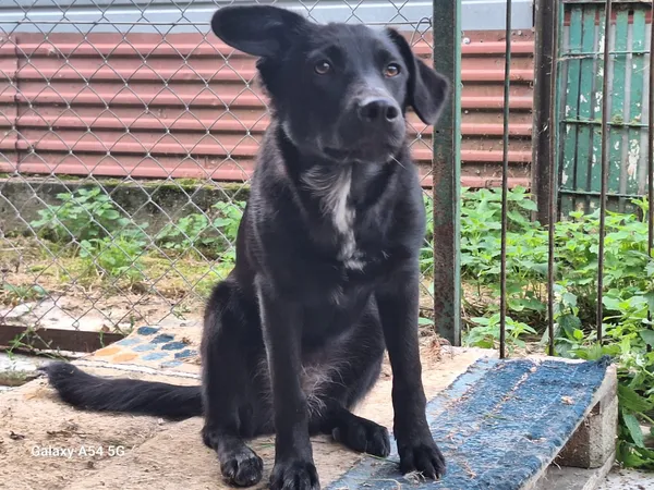 Pies do adopcji, Orzechowce, 13 sierpnia 2025 (4/5)