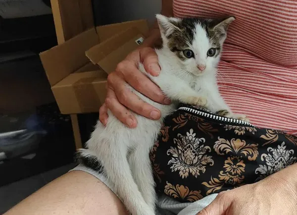 Znaleziono kota, Toruń, 13 sierpnia 2025