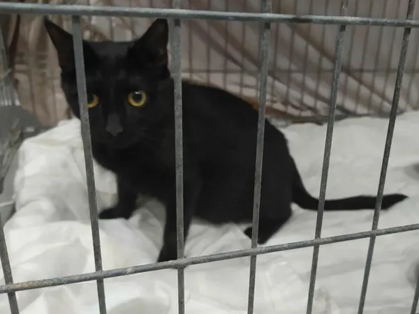 Znaleziono kota, Toruń, 13 sierpnia 2025