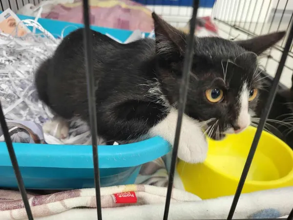 Znaleziono kota, Toruń, 13 sierpnia 2025