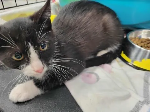 Znaleziono kota, Toruń, 13 sierpnia 2025