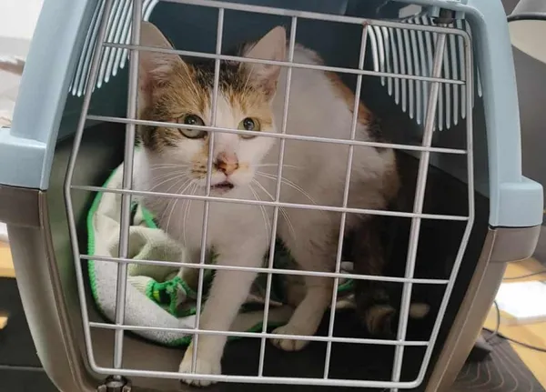 Znaleziono kota, Toruń, 13 sierpnia 2025