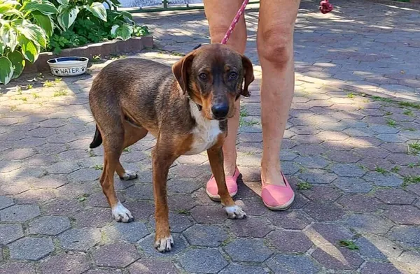 Znaleziono psa, Toruń, 13 sierpnia 2025