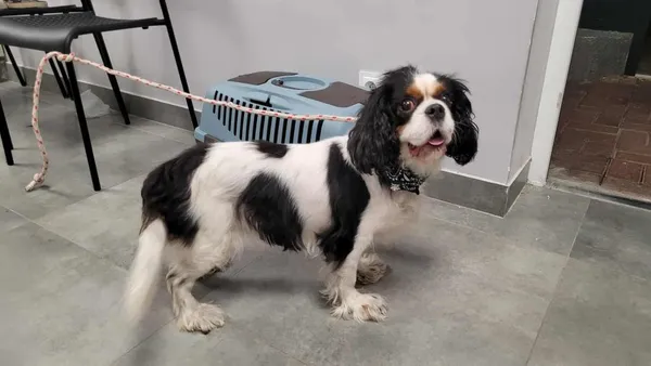 Znaleziono psa, Toruń, 13 sierpnia 2025