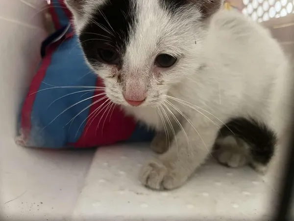 Znaleziono kota, Toruń, 12 sierpnia 2025