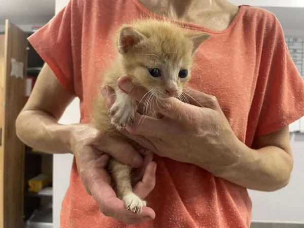 Znaleziono kota, Toruń, 11 sierpnia 2025