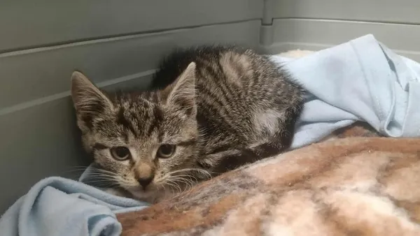 Znaleziono kota, Toruń, 11 sierpnia 2025