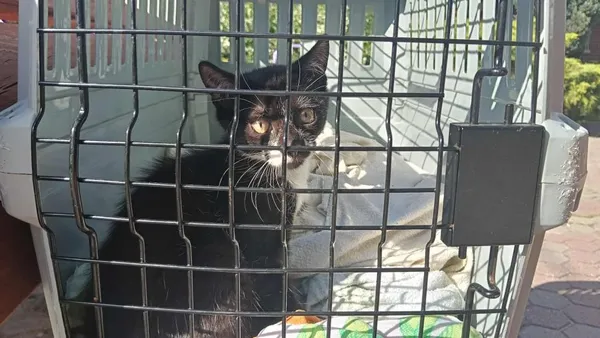 Znaleziono kota, Toruń, 11 sierpnia 2025