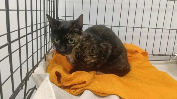 Znaleziono kota, Toruń, 11 sierpnia 2025