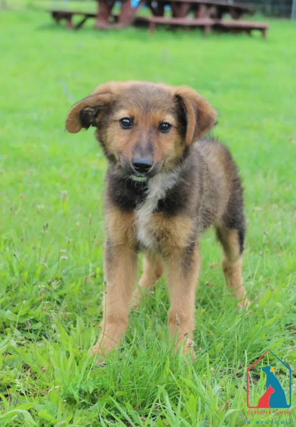 Pies do adopcji, Grudziądz, 2 sierpnia 2025