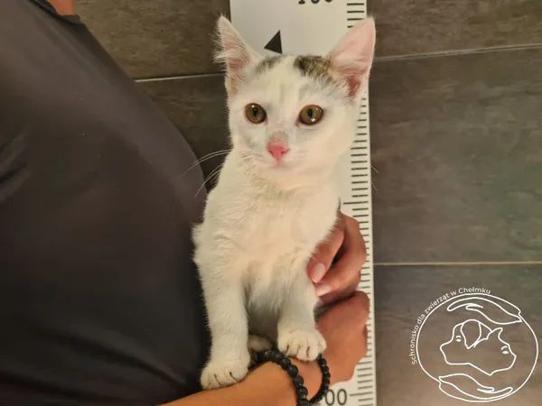 Znaleziono kota, Chełmek, 14 sierpnia 2025