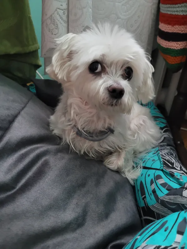 Zaginął pies, Wrzosowa, 15 sierpnia 2025