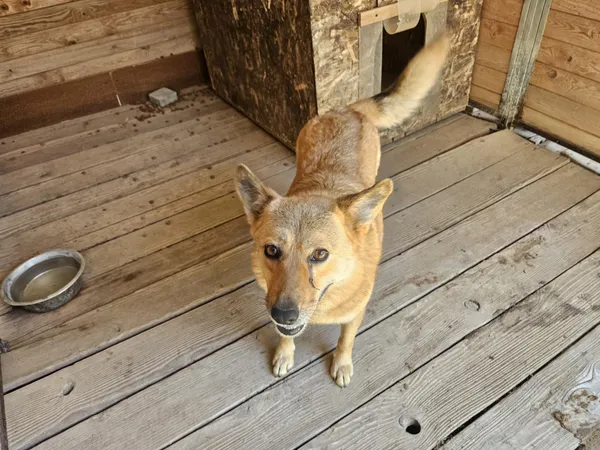 Pies do adopcji, Orzechowce, 19 kwietnia 2025 (2/5)