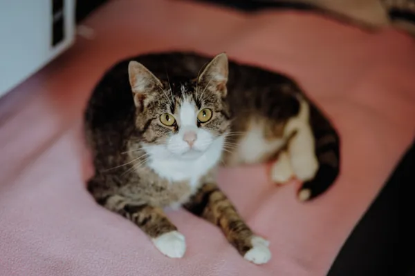 Oddam kota, Olsztyn, Kortowo, 15 sierpnia 2025 (2/3)