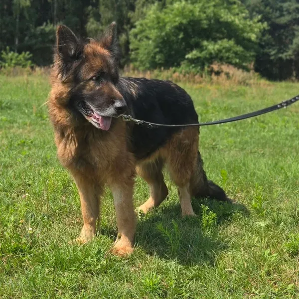 Pies do adopcji, Pieczyska, 15 sierpnia 2025 (4/5)