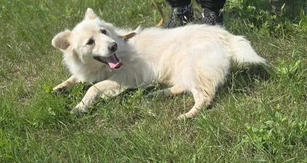 Pies do adopcji, Pieczyska, 15 sierpnia 2025 (4/5)