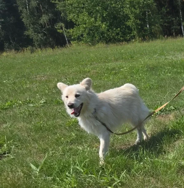 Pies do adopcji, Pieczyska, 15 sierpnia 2025 (5/5)