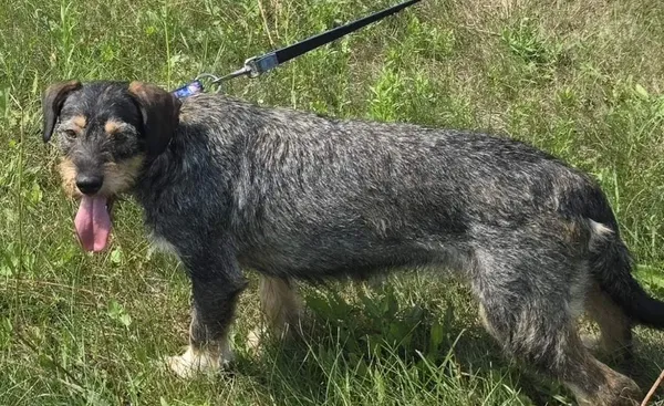 Pies do adopcji, Pieczyska, 15 sierpnia 2025 (1/5)