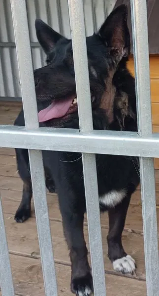 Znaleziono psa, Radom, 14 sierpnia 2025