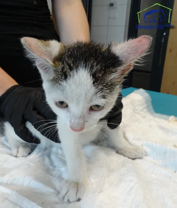 Kot do adopcji, Szczecin, 14 sierpnia 2025