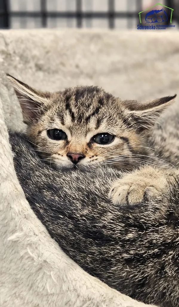 Kot do adopcji, Szczecin, 13 sierpnia 2025 (1/2)