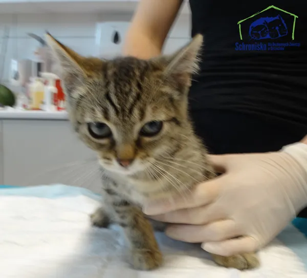 Kot do adopcji, Szczecin, 13 sierpnia 2025 (2/2)