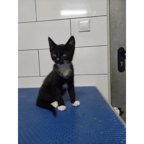 Znaleziono kota, Białystok, 14 sierpnia 2025