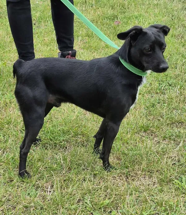 Znaleziono psa, Lublin, 12 sierpnia 2025