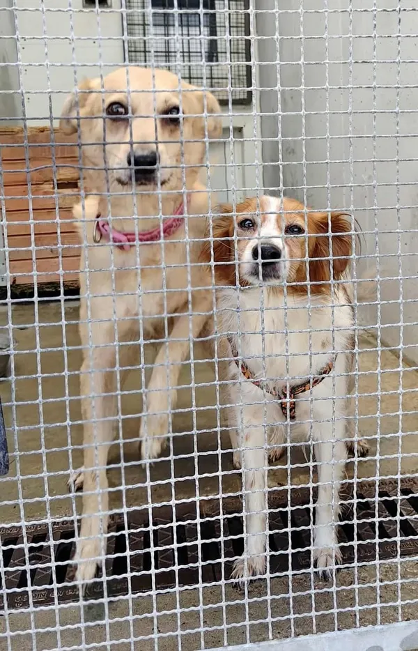 Znaleziono psa, Lublin, 14 sierpnia 2025