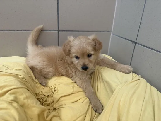 Pies do adopcji, Kraków, 13 sierpnia 2025