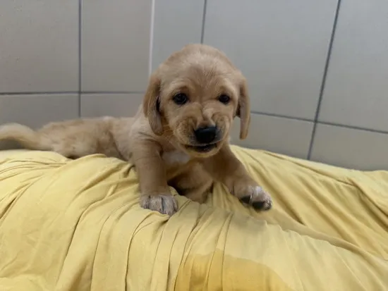 Pies do adopcji, Kraków, 13 sierpnia 2025